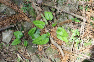 細穗兔兒風 細穗兔兒風