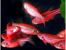 紅斑馬魚 紅斑馬魚