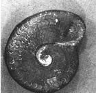 滿德爾菊石 滿德爾菊石