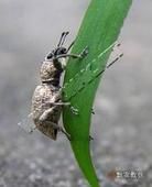 蒙古土象 蒙古土象