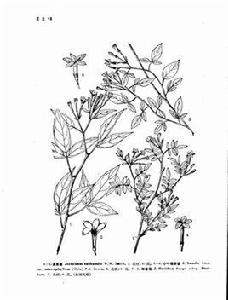 探春花(原亞種) 探春花(原亞種)