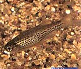 豹紋斑馬魚 豹紋斑馬魚