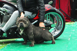 復仇者惡霸犬聯盟