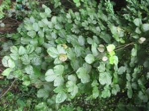 雙耳密花豆 雙耳密花豆