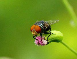 橫帶花蠅 橫帶花蠅