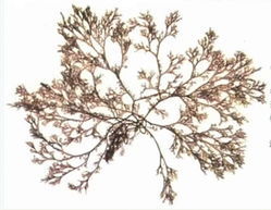 波登仙菜 波登仙菜