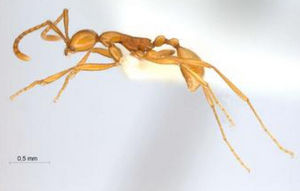 雙節行軍蟻亞科 雙節行軍蟻亞科