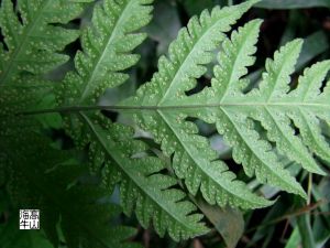 叉毛鋸蕨 叉毛鋸蕨
