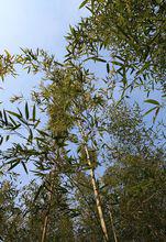 東台黃海森林公園高清大圖