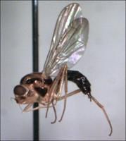 斑胸絨莖蠅 斑胸絨莖蠅