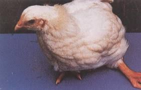 雞錳缺乏症 雞錳缺乏症