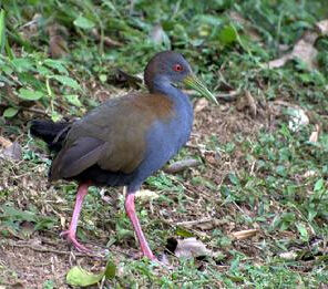 灰胸林秧雞 灰胸林秧雞