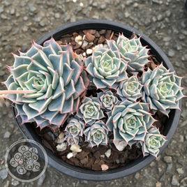 海濱格瑞 海濱格瑞