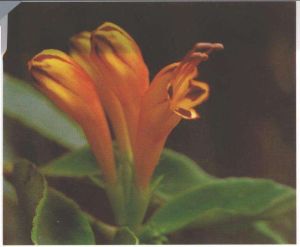 筒花芒毛苣苔 筒花芒毛苣苔