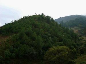 托打石自然村自然資源－生態林