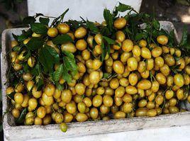 白糖黃皮 白糖黃皮