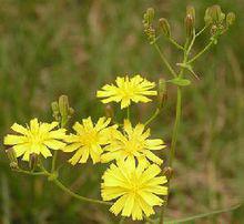 苦蕒菜的花及果實