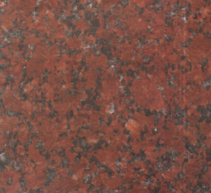 印度紅-大花 印度紅-大花