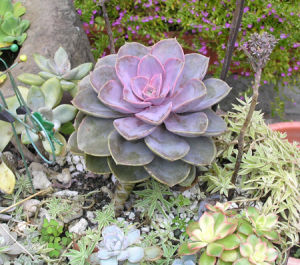 星果佛甲草 星果佛甲草