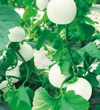 唐甜2號甜瓜 唐甜2號甜瓜