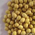 九農22號 九農22號