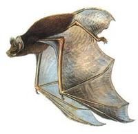 垂纓蝶蝠 垂纓蝶蝠