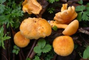 小雞油菌 小雞油菌