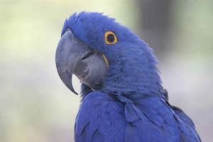 藍項鸚鵡 藍項鸚鵡