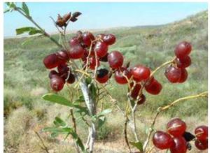 白刺錦雞兒 白刺錦雞兒