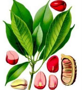 蘇丹可樂果 蘇丹可樂果