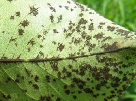 梨灰霉病 梨灰霉病