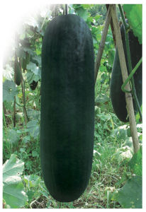 黑皮冬瓜