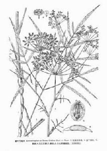 條葉弓翅芹 條葉弓翅芹