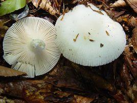 片鱗鵝膏菌 片鱗鵝膏菌