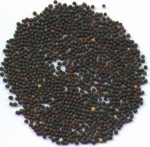 油菜籽期貨 油菜籽期貨