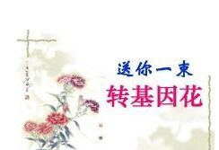 送你一束轉基因花 送你一束轉基因花