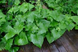 三角葉蟹甲草 三角葉蟹甲草