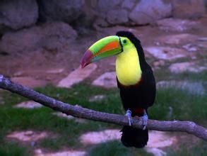 地犀鳥亞科 地犀鳥亞科