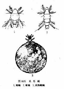 虱形蟎 虱形蟎