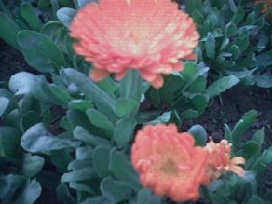 《祝英台近·荷花》 《祝英台近·荷花》