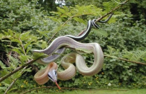 黑眉錦蛇馬來西亞洞穴亞種