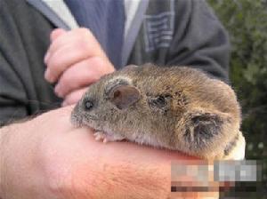 新荷蘭鼠 新荷蘭鼠