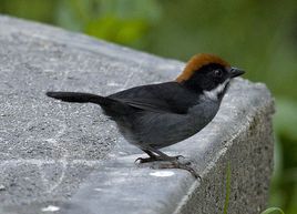 灰藍藪雀 灰藍藪雀