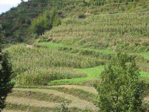 白彝村自然村 白彝村自然村