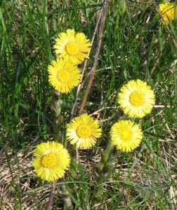 （圖）款冬蒲公英