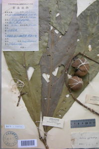 焰序山龍眼 焰序山龍眼