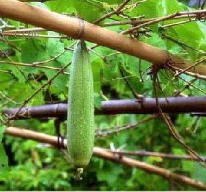 （圖）豐產絲瓜新品種皖綠1號