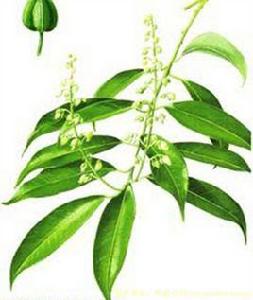 狗腳草根[狗腳草根]