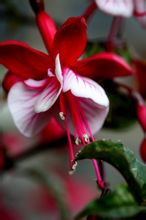 倒掛金鐘花萼很漂亮