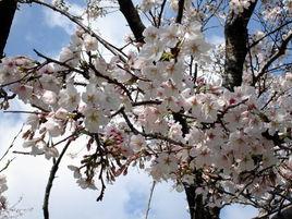 櫻花[薔薇科櫻屬植物]